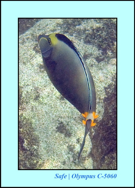 2006 - 07 - Tioman - Plongee Renggis island 24